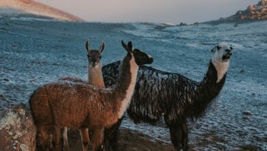 Medicina alternativa para animais de estimação