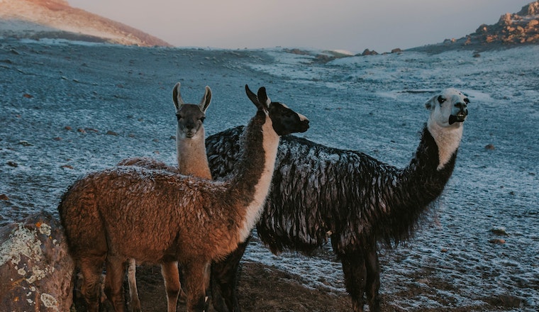 Medicina alternativa para animais de estimação